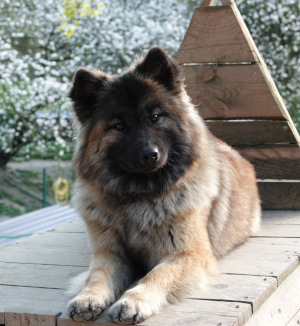 Logan